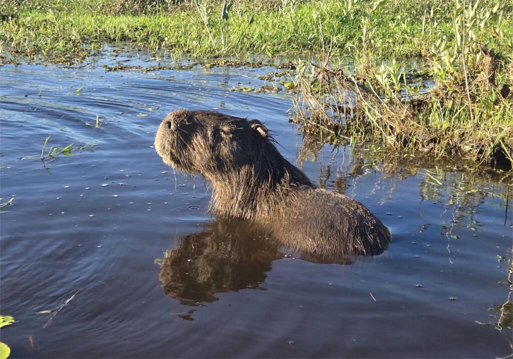 capibara nella laguna del parco nazionale Iberà