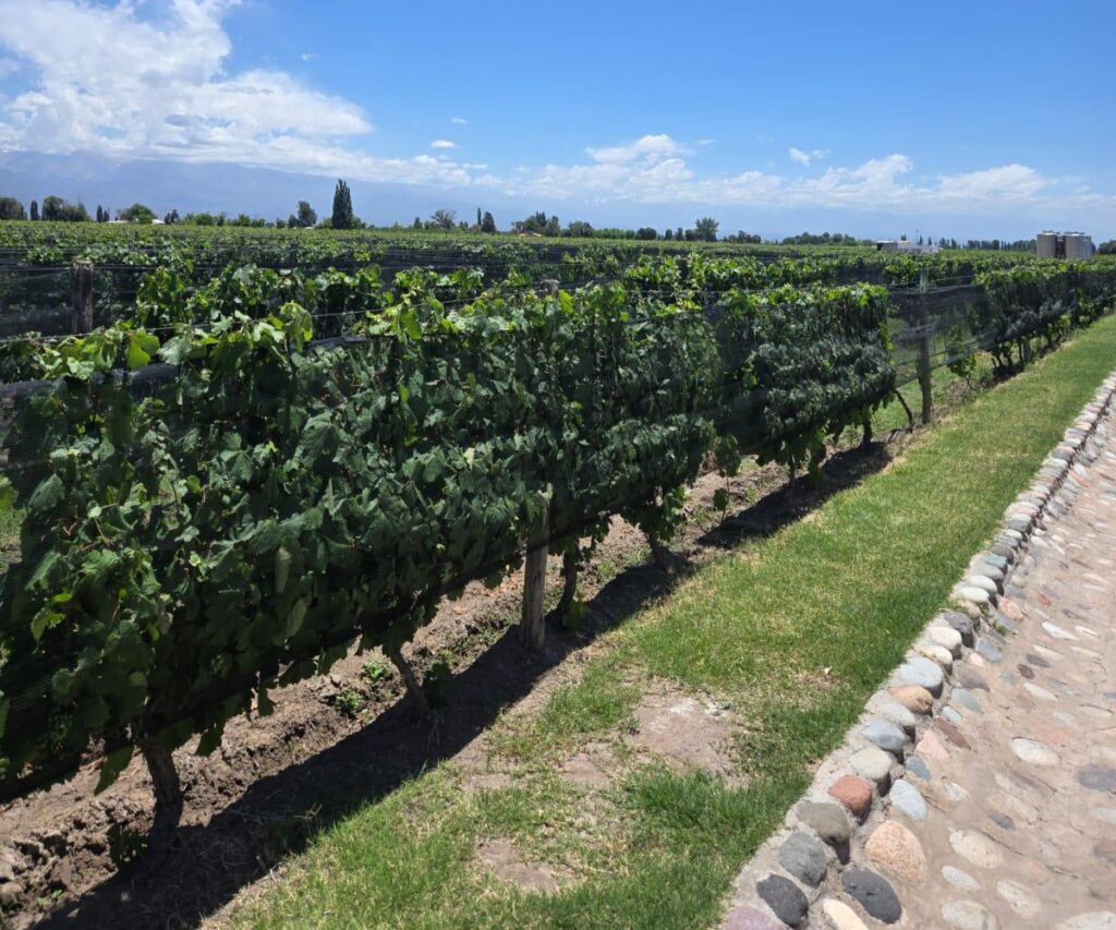 vigneto nella provincia di Mendoza in Argentina
